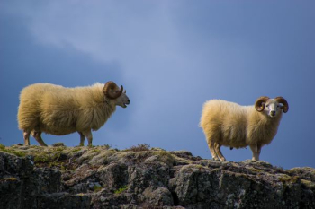 two mountain goats two mountain goats