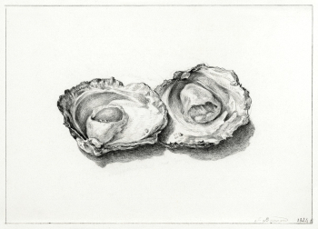 Two opened oysters (1824) drawing in high… | Free public domain illustration Two opened oysters (1824) drawing in high… | Free public domain illustration