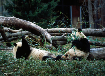 Two pandas | Free public domain photo - 421952 Two pandas | Free public domain photo - 421952