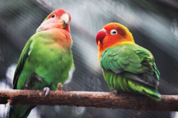 two parakeets two parakeets
