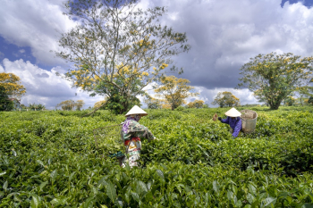 Two People Harvesting Two People Harvesting