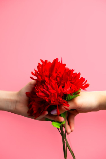 Two People Holding Red Carnation Flowers