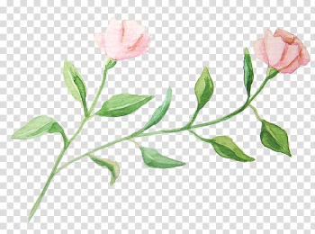Two pink and green roses art, Watercolour Flowers Garden roses Watercolor painting, Watercolor flowers transparent background PNG clipart