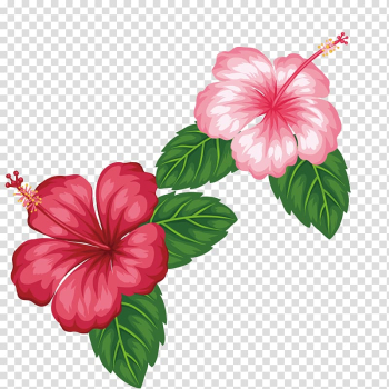 Two pink and red Hibiscus flowers illustration, Flower Tropics , Red flowers transparent background PNG clipart