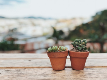 Two Potted Succulent Plants Two Potted Succulent Plants