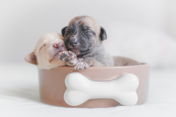 Two Puppies in Dog Food Bowl Two Puppies in Dog Food Bowl