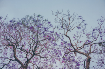 Two Purple Leaf Trees Two Purple Leaf Trees