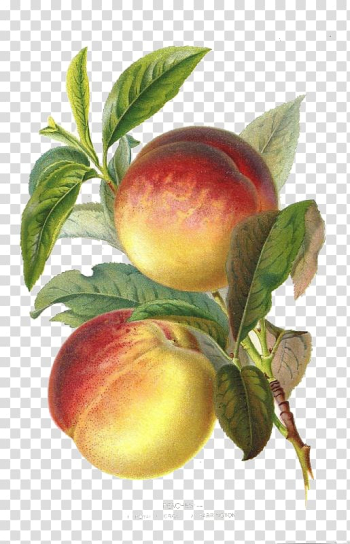 Two red-and-yellow fruits illustration, Peach Plum Botany Botanical illustration Fruit, Renaissance style yellow peaches transparent background PNG clipart