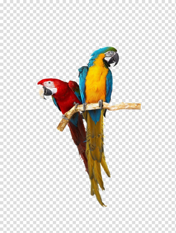 Two red and yellow macaw birds , Birdcage Cockatoo Budgerigar Companion parrot, Two color parrots transparent background PNG clipart