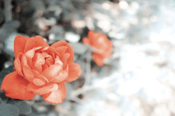 two red flowers two red flowers
