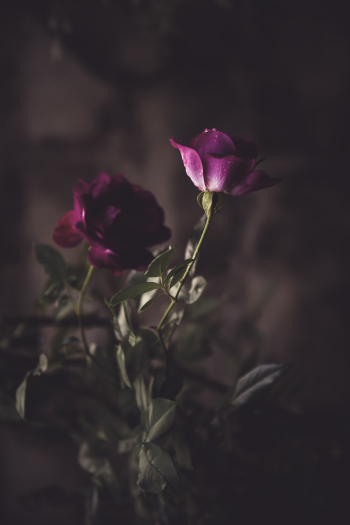 Two Red Roses Two Red Roses