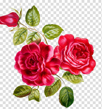 Two red roses transparent background PNG clipart