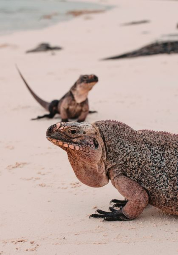 two reptile in white sand two reptile in white sand