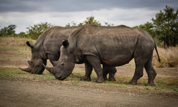 Two Rhino on Gray Field Two Rhino on Gray Field