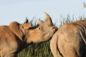 Two Rhinoceros Two Rhinoceros