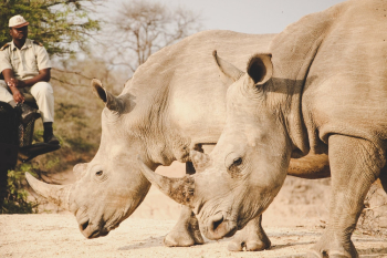 Two Rhinoceros Two Rhinoceros