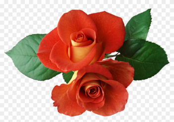 Two Roses Clipart - Two Roses Clipart Two Roses Clipart - Two Roses Clipart