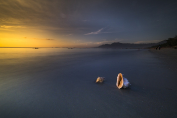 Two Seashells on Seashore Two Seashells on Seashore