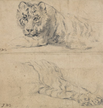 Two Studies of a Tiger; | Free Photo - rawpixel Two Studies of a Tiger; | Free Photo - rawpixel