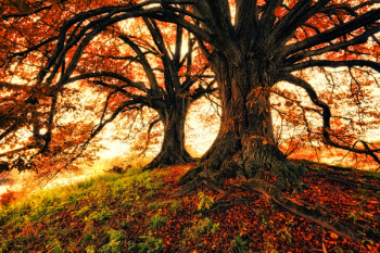 Two Trees during Autumn Two Trees during Autumn