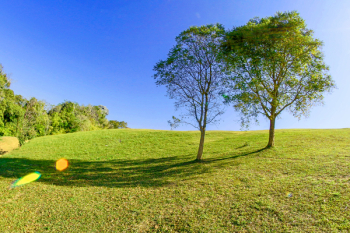 Two Trees Side by Side Two Trees Side by Side