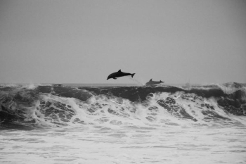 two whales rushing into the water two whales rushing into the water