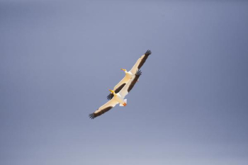 two white-and-black birds flying two white-and-black birds flying