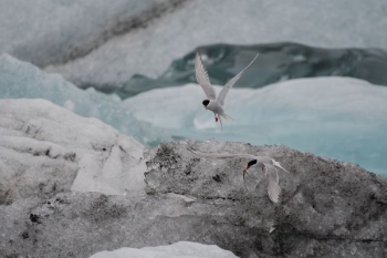 two white birds flying two white birds flying