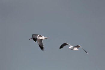 two white birds flying two white birds flying