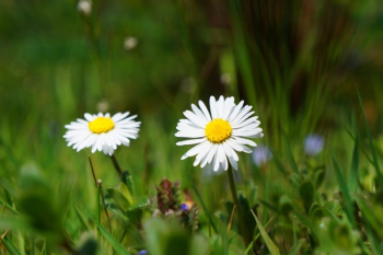 Two White Daisy Flowers during Day Two White Daisy Flowers during Day