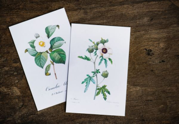 two white flowers illustrations two white flowers illustrations
