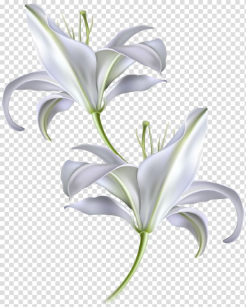 Two white flowers , Skin Sunscreen Moisturizer Facial Anti-aging cream, hand-painted white lily transparent background PNG clipart