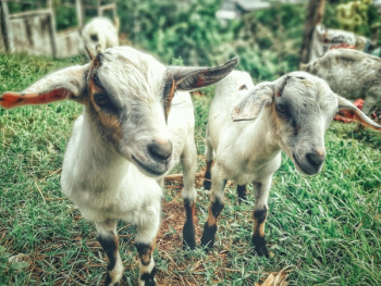 Two White Goat Kids Two White Goat Kids