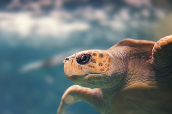 Undersea Turtle Undersea Turtle