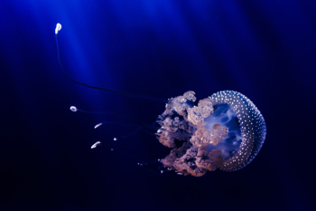 Underwater beautiful jellyfish. Underwater beautiful jellyfish.