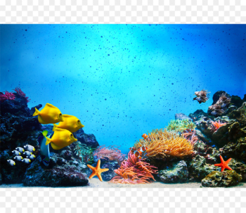 Underwater Coral reef fish Royalty-free Photography - Star Ocean 
