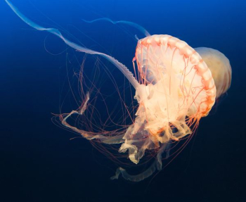 underwater photography of jellyfish underwater photography of jellyfish