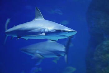 underwater photography of shark underwater photography of shark