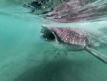 Underwater Photography of Whale Shark Underwater Photography of Whale Shark