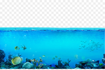 Underwater Sea Wallpaper - The underwater world Underwater Sea Wallpaper - The underwater world