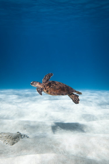 Underwater View of Sea Turtle Swimming in Sea Underwater View of Sea Turtle Swimming in Sea