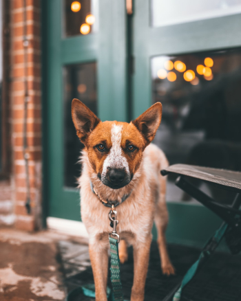 Unsplash ID 594qUM8szwk Unsplash ID 594qUM8szwk
