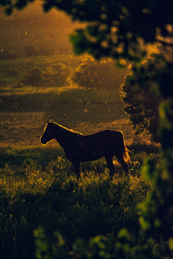 Unsplash ID d0DpgQy1rh0 Unsplash ID d0DpgQy1rh0