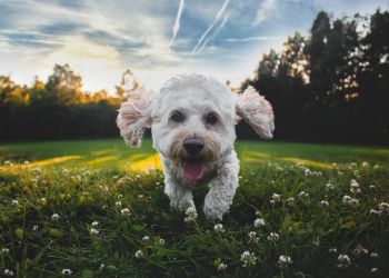 Unsplash ID KVeogBZzl4M Unsplash ID KVeogBZzl4M