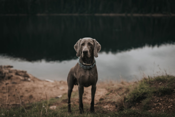 Unsplash ID _NdyDD-tZlM Unsplash ID _NdyDD-tZlM