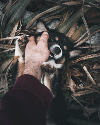Unsplash ID plyCLMpXnAU Unsplash ID plyCLMpXnAU