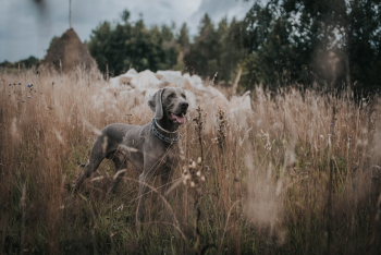 Unsplash ID QvwxYQMdsxY Unsplash ID QvwxYQMdsxY
