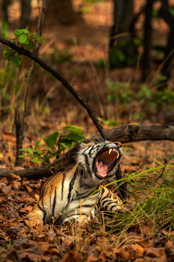Unsplash ID u585sPhsez0 Unsplash ID u585sPhsez0
