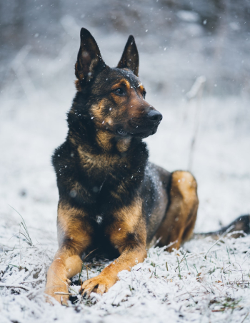 Unsplash ID VZukgvBgSPg Unsplash ID VZukgvBgSPg