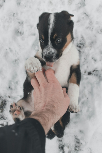 Unsplash ID xsHz59x66Ds Unsplash ID xsHz59x66Ds